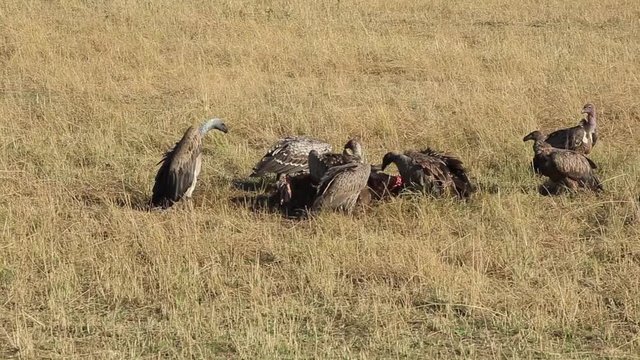 Vultures vie for space to scavenge a Wildebeest carcass in Masai Mara