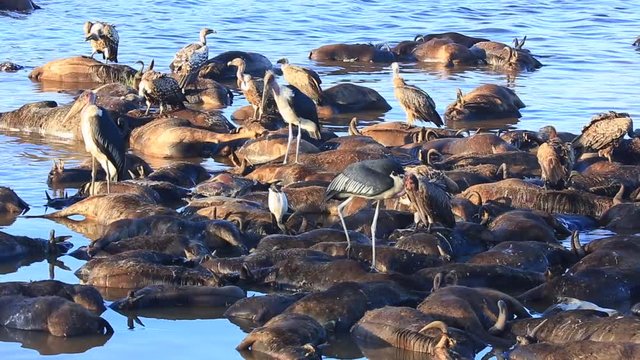 Marabou Storks and vultures on raft of dead Wildebeest in muddy river