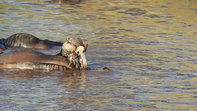 Graphic: Vulture pulls at the eye of dead bloated Wildebeest in river