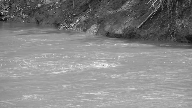 Desaturated Wildebeest calf being drowned by croc in river crossing