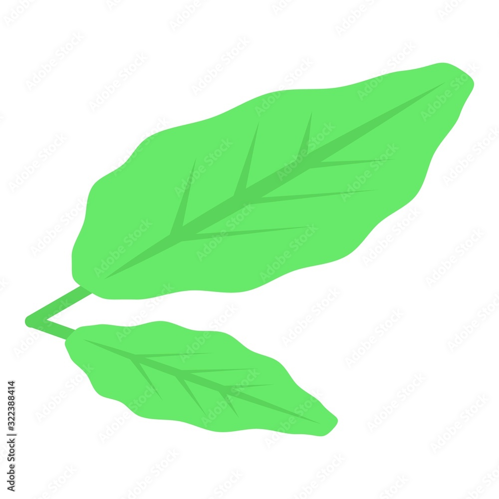 Poster kiwi leaf icon. isometric of kiwi leaf vector icon for web design isolated on white background