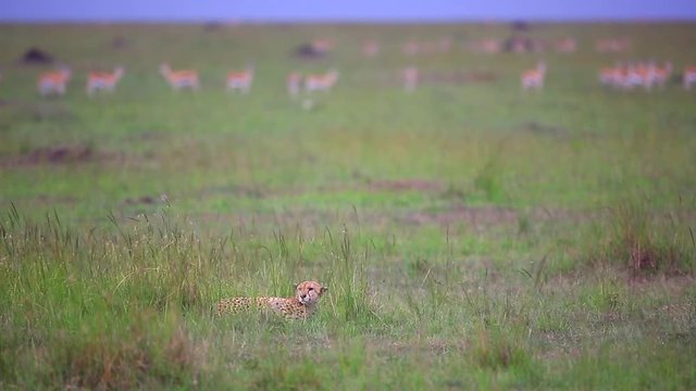 Cheetah lies in green grass while defocused antelope graze beyond