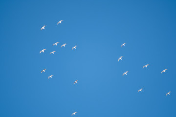 flock of seagulls