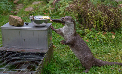European Fish Otter Lutra Lutra