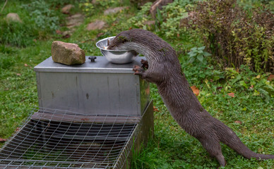 European Fish Otter Lutra Lutra