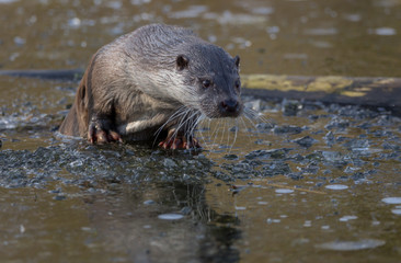 European Fish Otter Lutra Lutra