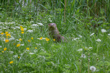 European Fish Otter Lutra Lutra