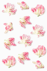 a pattern of beautiful white and red flowers on a white background. the parrot Tulip variety.. flat lay, vertical frame