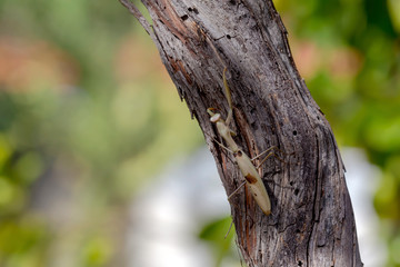 Female praying mantis (Mantis religiosa) sitting on a tree close-up
