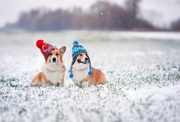 two cute Corgi dog puppies are sitting in the Park in funny knitted warm hats on a snowy winter day on the grass