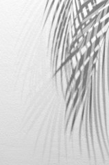 Light and shadow leaves,palm leaf on grunge white wall concrete background.Silhouette abstract tropical leaf natural pattern for wallpaper, spring ,summer texture.Black and white blurred image backdro