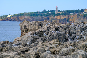 Fototapeta premium coast landscape