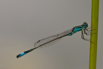 macro in autumn from a dragonfly called emerald damselfly
