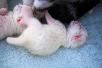 Fototapeta na wymiar Cat and kitten hug and sleep in compassion