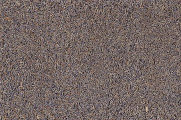 Dried lavender, full frame, background