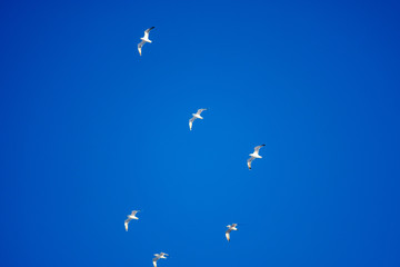 birds in the sky