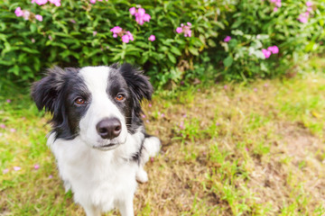 Outdoor portrait of cute smilling puppy border collie sitting on grass flower background. New lovely member of family little dog gazing and waiting for reward. Pet care and funny animals life concept.