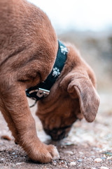 extraño a mi perro