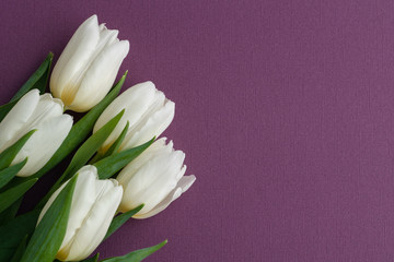 five big white tulips with green leaves on left side of photo on violet background with lots space for text, layout for postcard for woman's day or valentines day