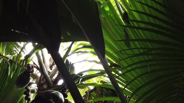 SLOW MOTION: Sea coconut at Vallee de Mai Nature Reserve in Praslin, Seychelles. Female plant of Lodoicea Maldivica nut. Coco de Mer is palm with the largest walnut in the world. Tourist attraction