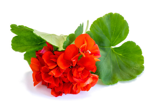red geranium flower isolated on white background