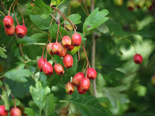 cherries on tree