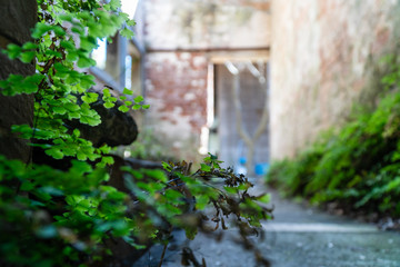 古い壁と足元の緑