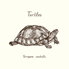Tutles collection, Coahuilan box turtle (Terrapene coahuila), hand drawn doodle, drawing sketch in gravure style, vector illustration - 322391633