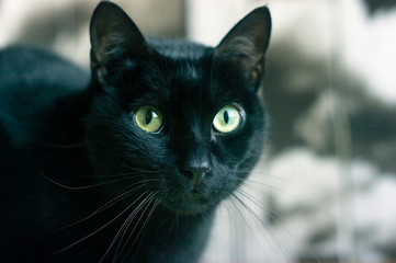 Gato de color negro precioso.