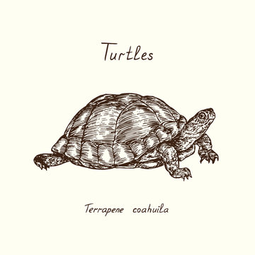 Tutles collection, Coahuilan box turtle (Terrapene coahuila), hand drawn doodle, drawing sketch in gravure style, vector illustration