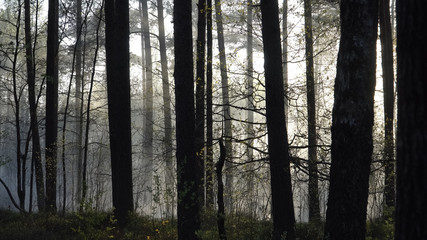 Natural landscape with a smoky haze in the forest of the mixed trees after a fire. Sunny day scene of the dry season of spring to the summer.