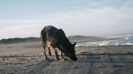 Happy German shepherd dog is playing, sniffing sand while walking along amazing sunny windy North sea beach slow motion.