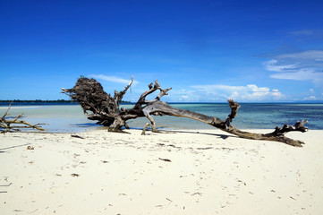 dead tree on the beach on urep island in biak - indonesia