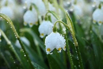 Spring blurred floral background with drops and bokeh, Birth of a new life. Snowdrops run in the sun, selective focus, screen saver