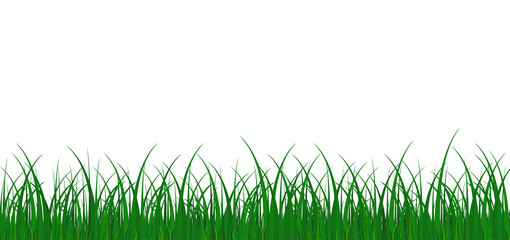 Obraz premium Grass meadow border vector pattern. Green color. Spring or summer plant. Grass background. White background. Vector