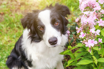 Outdoor portrait of cute smilling puppy border collie sitting on grass flower background. New lovely member of family little dog gazing and waiting for reward. Pet care and funny animals life concept.