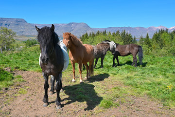 Icelandic horses on farm in Iceland