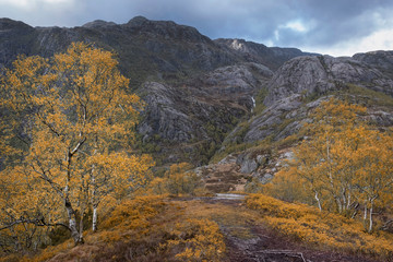 Mountain autumn landscape in norway.Grove of young birch trees with yellow leaves