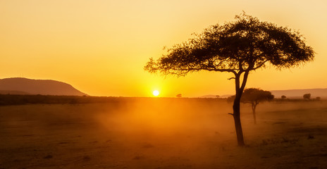Fototapeta na wymiar African sunset with acacia tree in Masai Mara, Kenya. Savannah background in Africa. Typical landscape in Kenya.