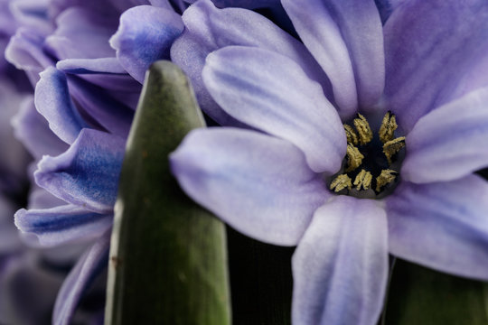 Hyacinth as background. Blossom.