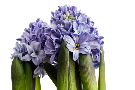 Hyacinth on white.
