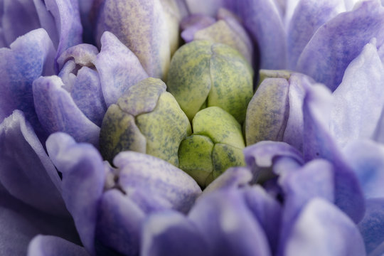 Hyacinth as background. Blossom.