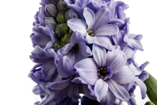 Hyacinth on white.