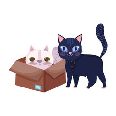 black cat and white cat in box cartoon pets