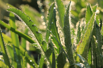 Natural blurred floral background with drops and bokeh, Birth of a new life in the spring garden. Fern runs in the sun, selective focus, screen saver