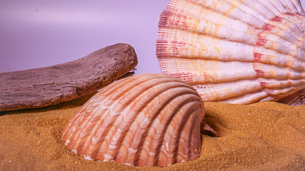 Sea shells and driftwood in the sand.