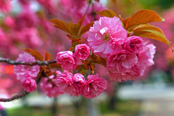 Korean King cherry blossom at Gyeongju Korea