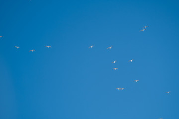 White birds on a background of blue sky. Seagulls in the coast. A clear, cloudless sky. Day, cold, sunny.