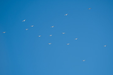 White birds on a background of blue sky. Seagulls in the coast. A clear, cloudless sky. Day, cold, sunny.