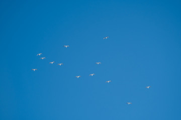White birds on a background of blue sky. Seagulls in the coast. A clear, cloudless sky. Day, cold, sunny.